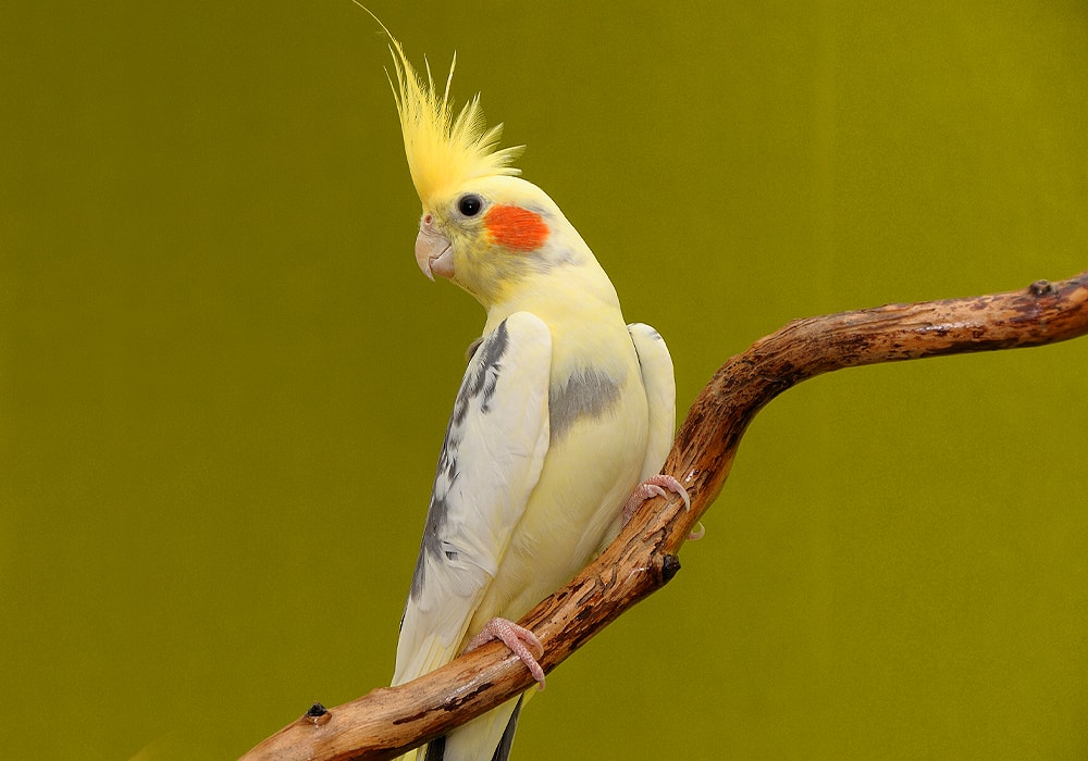 سرما خوردگی عروس هلندی